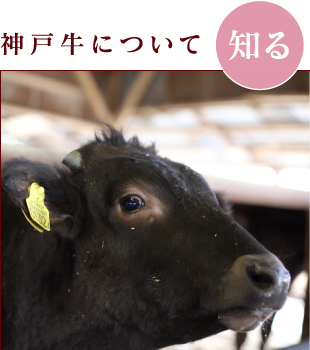 神戸牛について知る